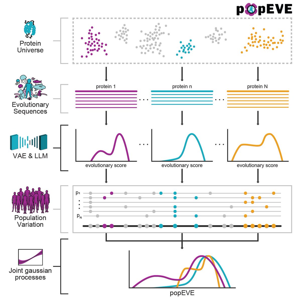 Announcing popEVE - a deep generative model of the human proteome that reveal over a hundred novel genes involved in rare genetic disorders medrxiv.org/cgi/content/sh… <a href="/Jonnygfrazer/">Jonathan Frazer</a> <a href="/aaronkollasch/">Aaron Kollasch</a> @H__Spinner <a href="/c_sheare/">Courtney Shearer</a> <a href="/MafaldaFigDias/">Mafalda Dias</a> <a href="/deboramarks/">Debora Marks</a>
explore at pop.evemodel.org