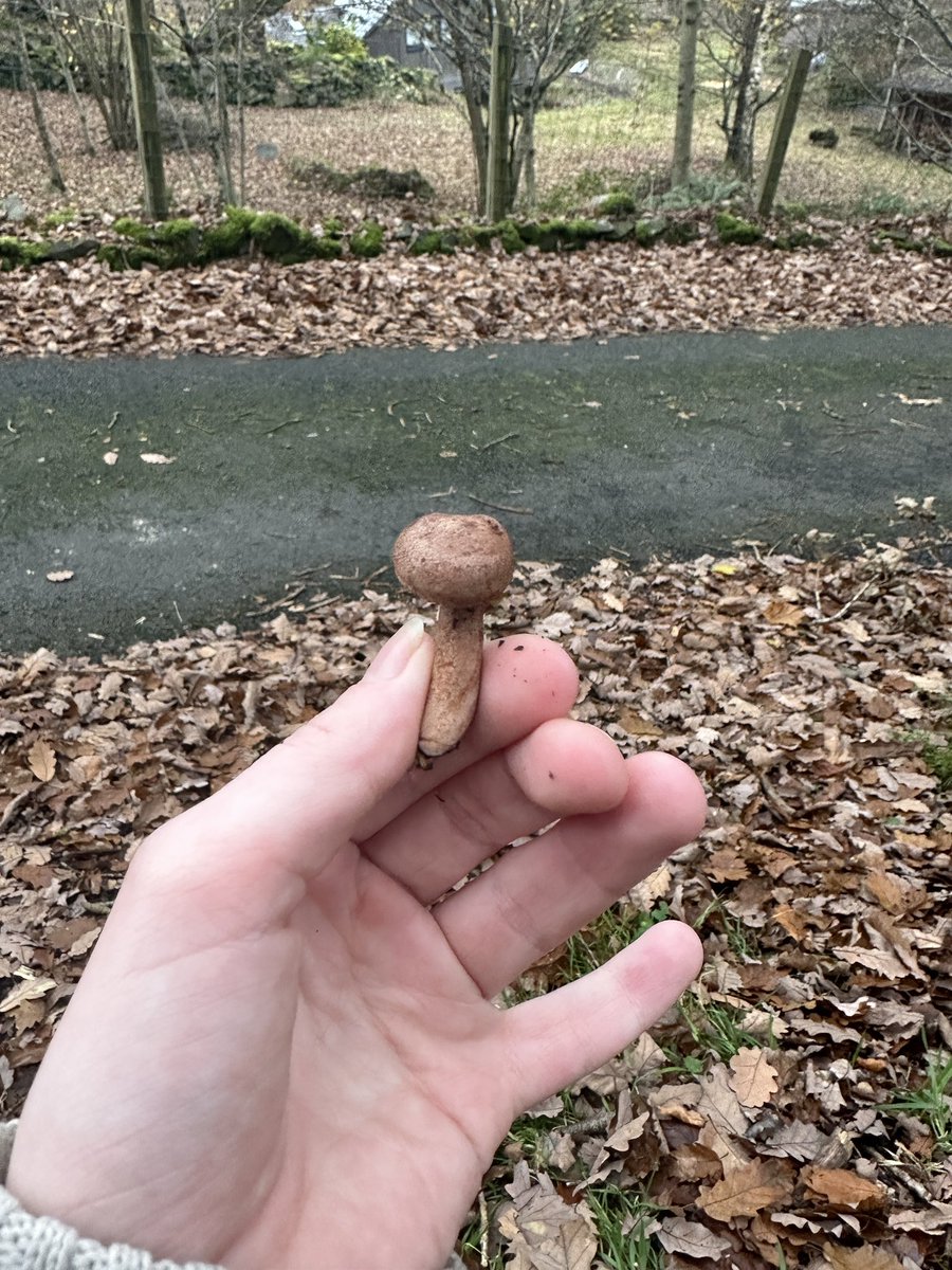 Surrounded by the most beautiful views I’ve ever seen but I must remember to look down! There’s a whole world beneath the surface 🍄