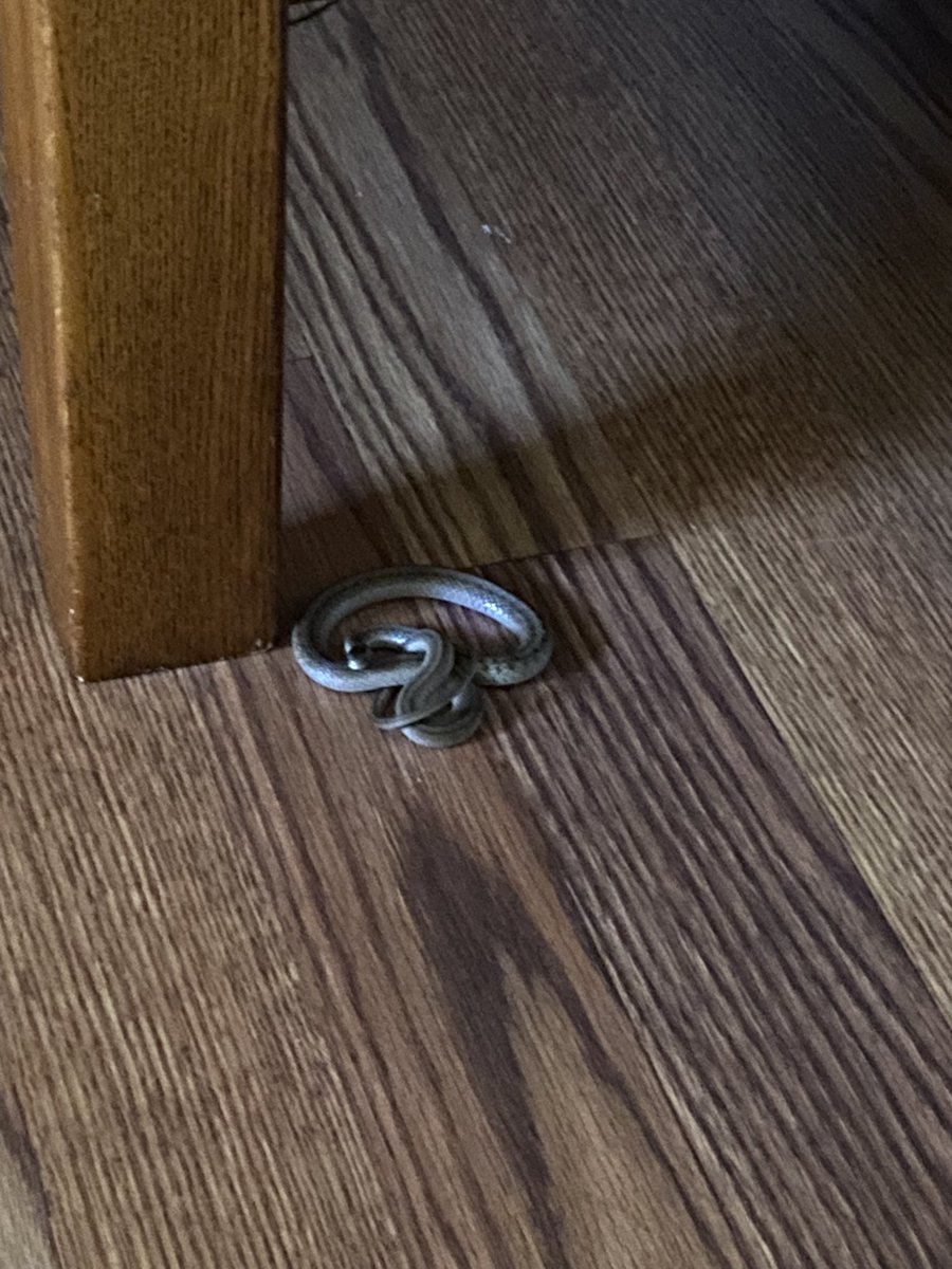 emptyglss's tweet photo. WHY IS THERE A FUCKING SNAKE IN MY HOUSE?!?? https://t.co/XPxqIc1fEp