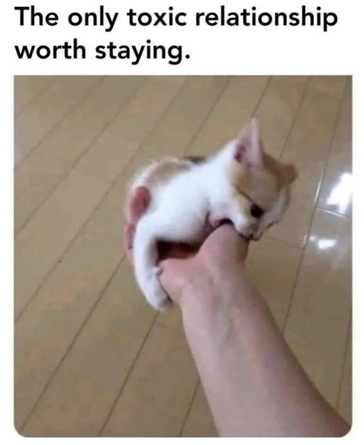 np_awesome's tweet photo. #meow #meox #memecats https://t.co/O3dlwhclOl