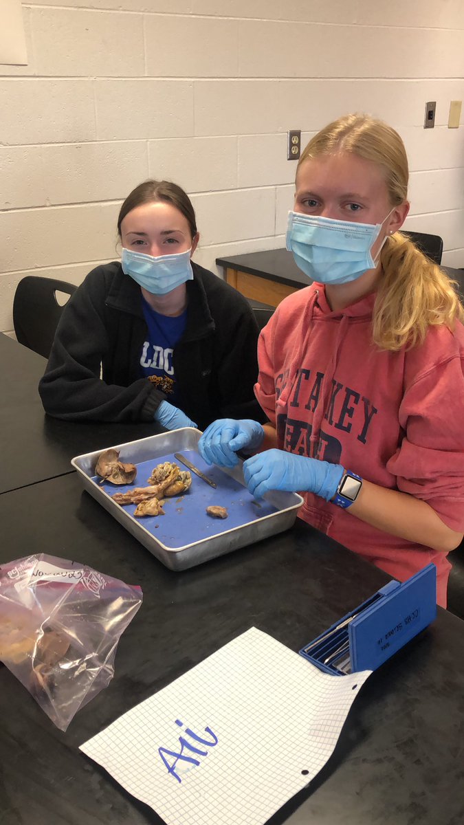 MrsPowellCCHS's tweet photo. Last day of fetal pig dissection with capstone Biomed students - digestive and urinary systems https://t.co/swv7Z9O1LE