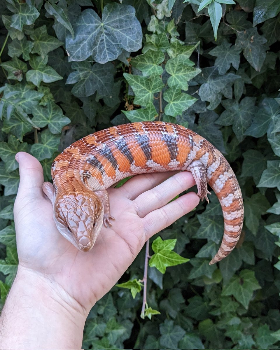 ScalyCrew's tweet photo. The holdback blueys are staying awake for their first winter and growing nicely.
.
.
.
#ScalyCrew #bluetonguetuesday #tongueouttuesday #bluetongueskink #lizards #reptile #petlizard #holdback #growing https://t.co/iWNJlFH4EE