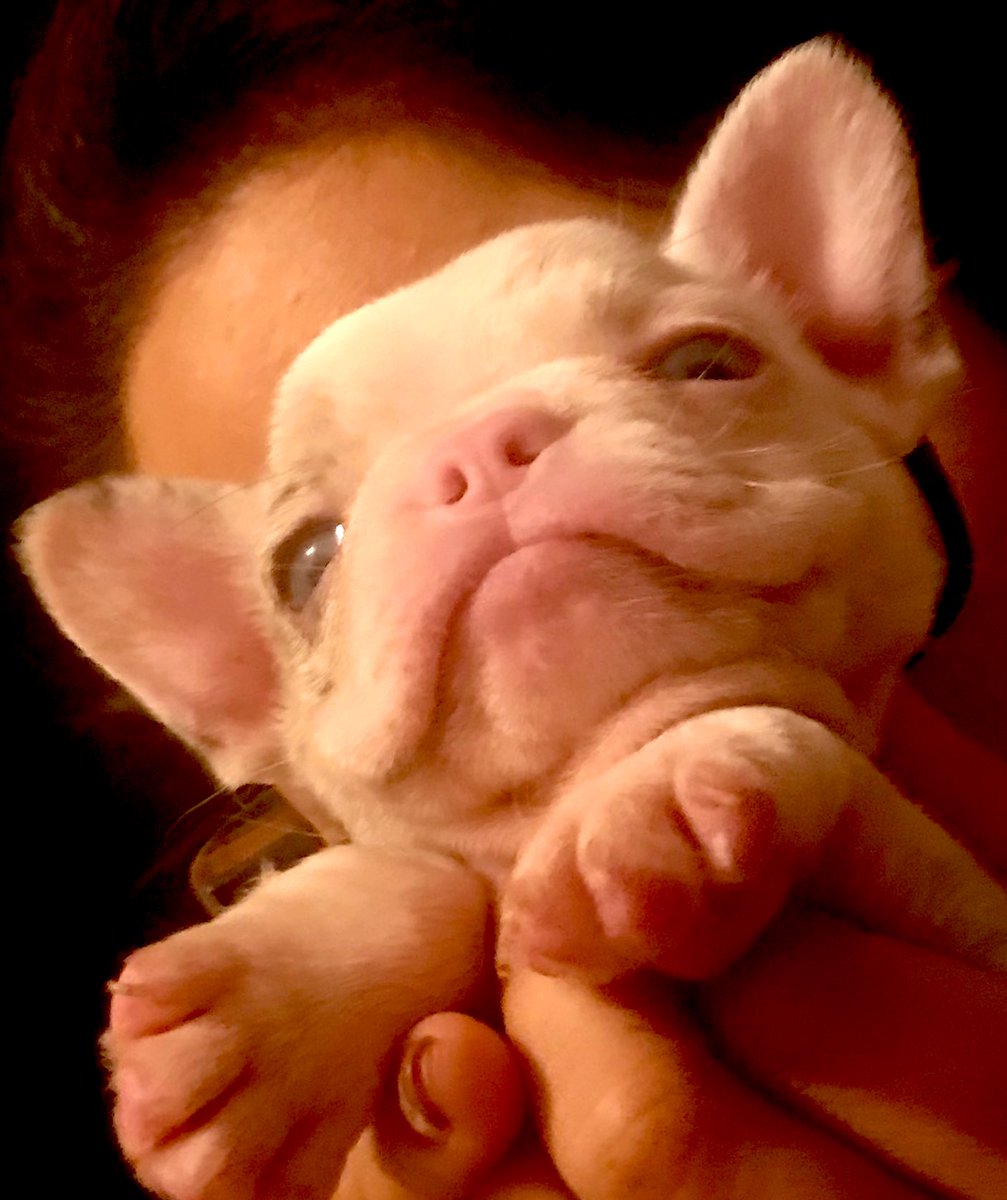 WeldsMemo's tweet image. They’re coming along