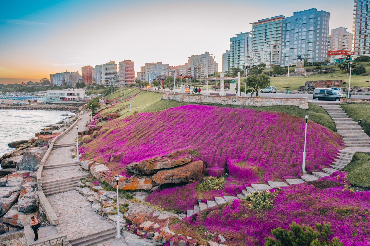 La ciudad de Mar del Plata y sus colores 🥹🫶🏻💞

Las florcitas primaverales en Playa Grande 🌸💐🌺🌷