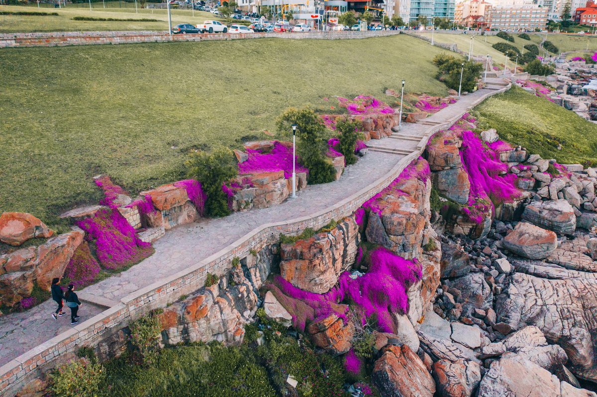 Juanchi_Ugalde's tweet photo. La ciudad de Mar del Plata y sus colores 🥹🫶🏻💞

Las florcitas primaverales en Playa Grande 🌸💐🌺🌷 https://t.co/5CbdIlIoPr