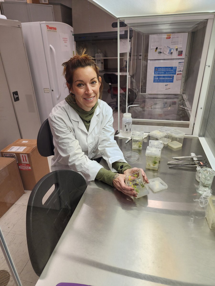 revealplant's tweet photo. Jacqueline's PTC expt. #ECSU. Wisconsin Fast Plants @fastplants elongating. Will excise individual shoots and place on rooting medium. Even in culture, they flower 🌼 quickly. Still need to further optimize shoot organogenesis 🧫🍃 #undergradinthelab #ECSUVikingsScience https://t.co/bfG61dNN9h