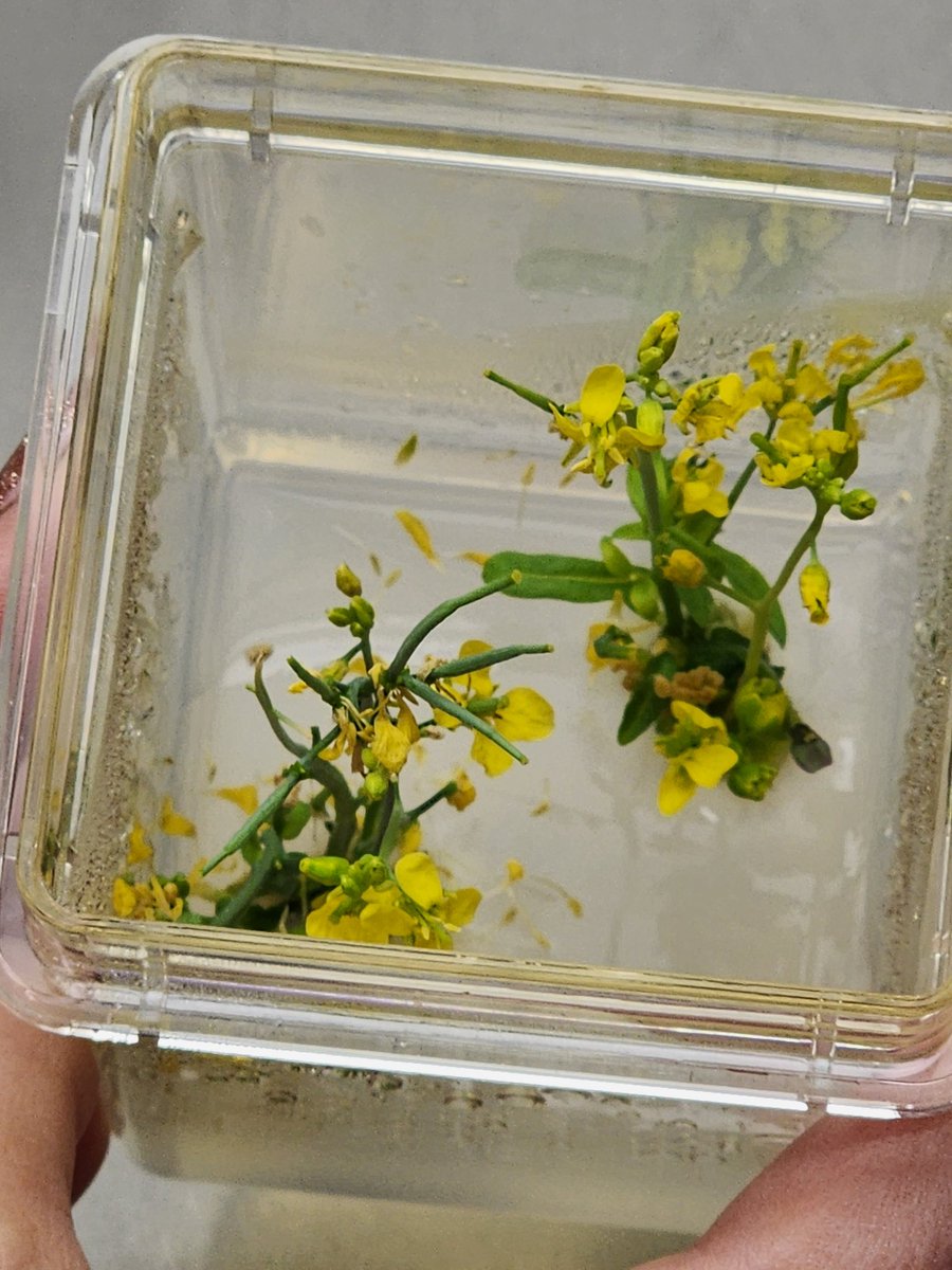 revealplant's tweet photo. Jacqueline's PTC expt. #ECSU. Wisconsin Fast Plants @fastplants elongating. Will excise individual shoots and place on rooting medium. Even in culture, they flower 🌼 quickly. Still need to further optimize shoot organogenesis 🧫🍃 #undergradinthelab #ECSUVikingsScience https://t.co/bfG61dNN9h