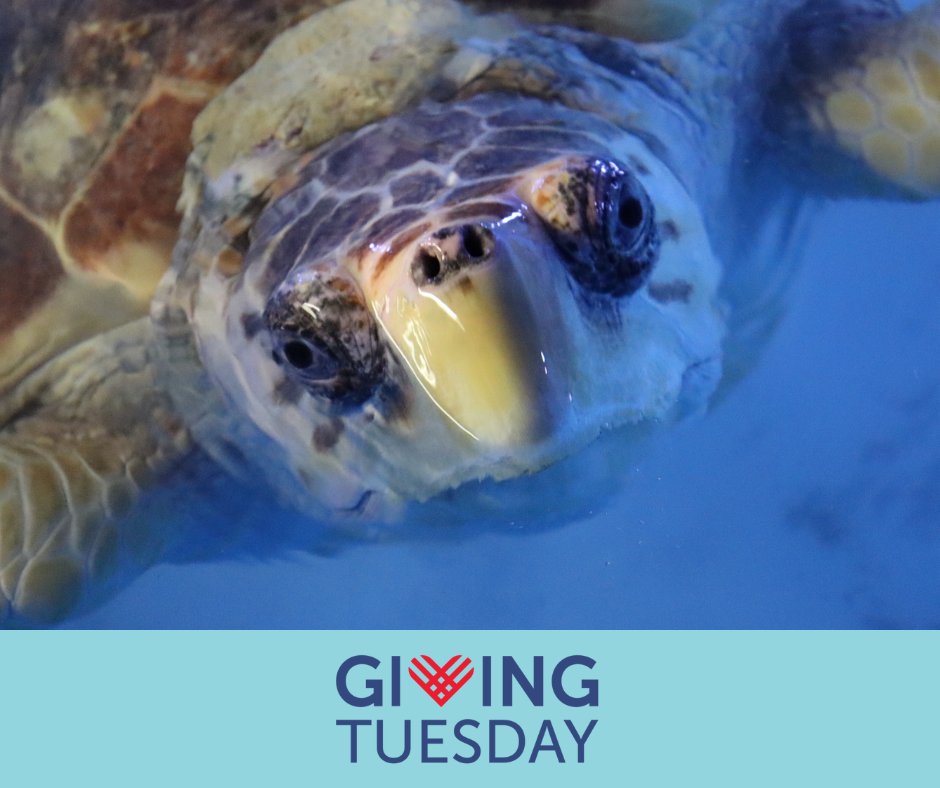 Today is #GivingTuesday! Our sea turtles are just some of the animals that introduce guests to the diversity of ocean life. As we celebrate our 35th anniversary, marine wildlife and habitats are under increasing stress. All of these impacts will become more severe—unless we take