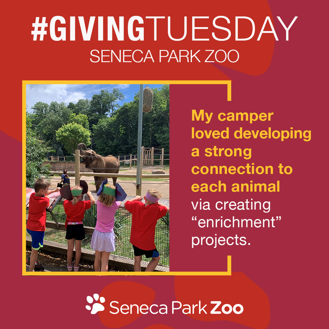 Your dollars will be matched if you donate now! Our generous match sponsor, Love Tito’s, is matching the first $1,500 we receive! Double your impact and make your support go even further by donating now! 🐘🙌🧡 senecaparkzoo.org/givingtuesday/
