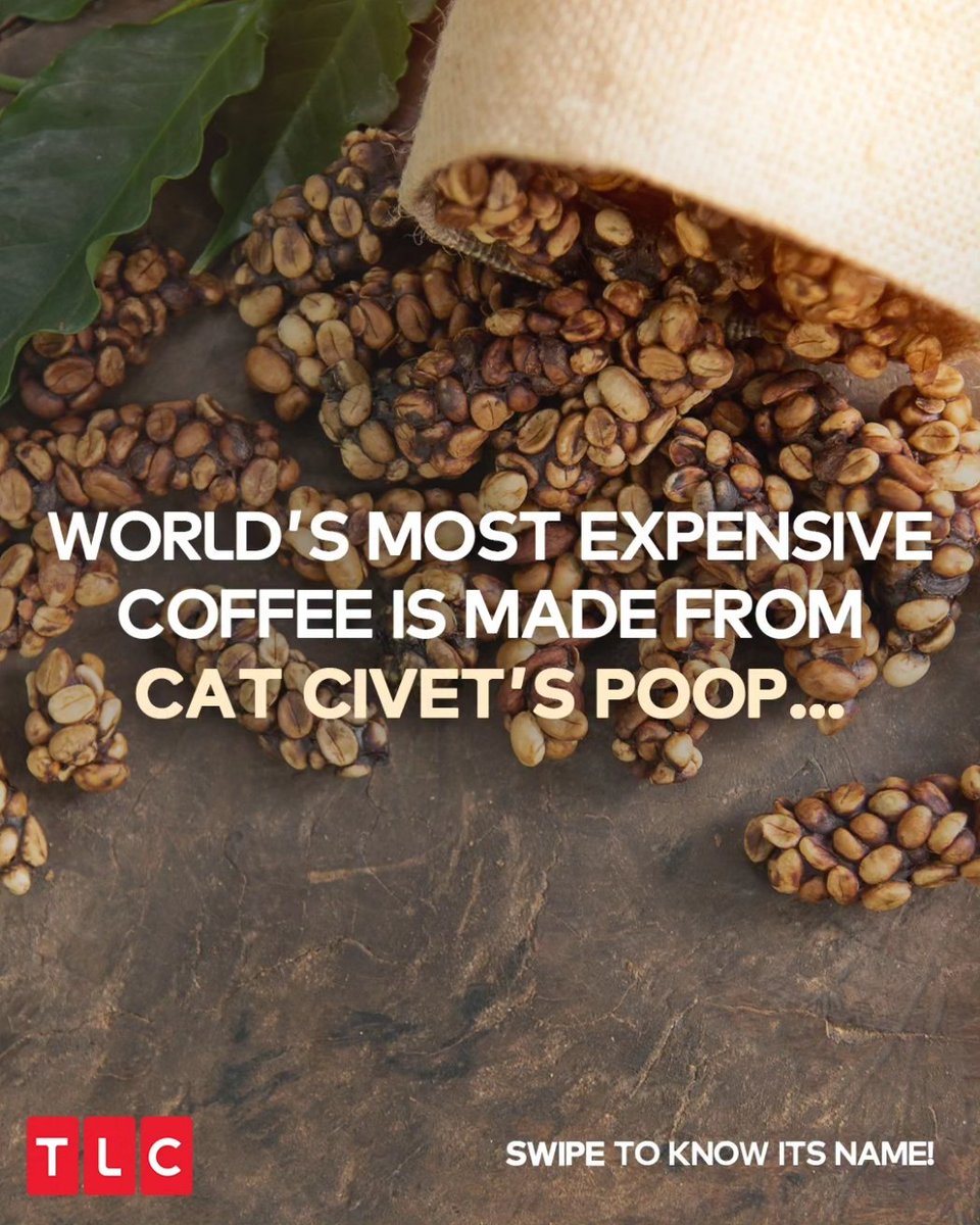 TLCINOfficial's tweet photo. In case you’re wondering what Kopi Luwak tastes like - it’s smooth, has a non-bitter taste, highlighted by earthy sweetness and a hint of chocolate!
#TLCIndia #TLC #ExpensiveCoffee #CatPoopCoffee https://t.co/2PiUqVP2IS
