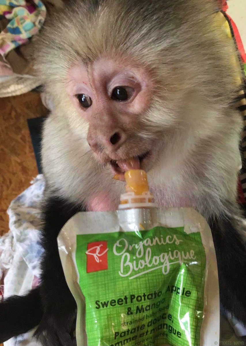 PocketsWarhol's tweet photo. Nothing but the best for me!🥔🍎🥭🐵#storybookmonkeys #HeyPC https://t.co/HS7FBu5eKd