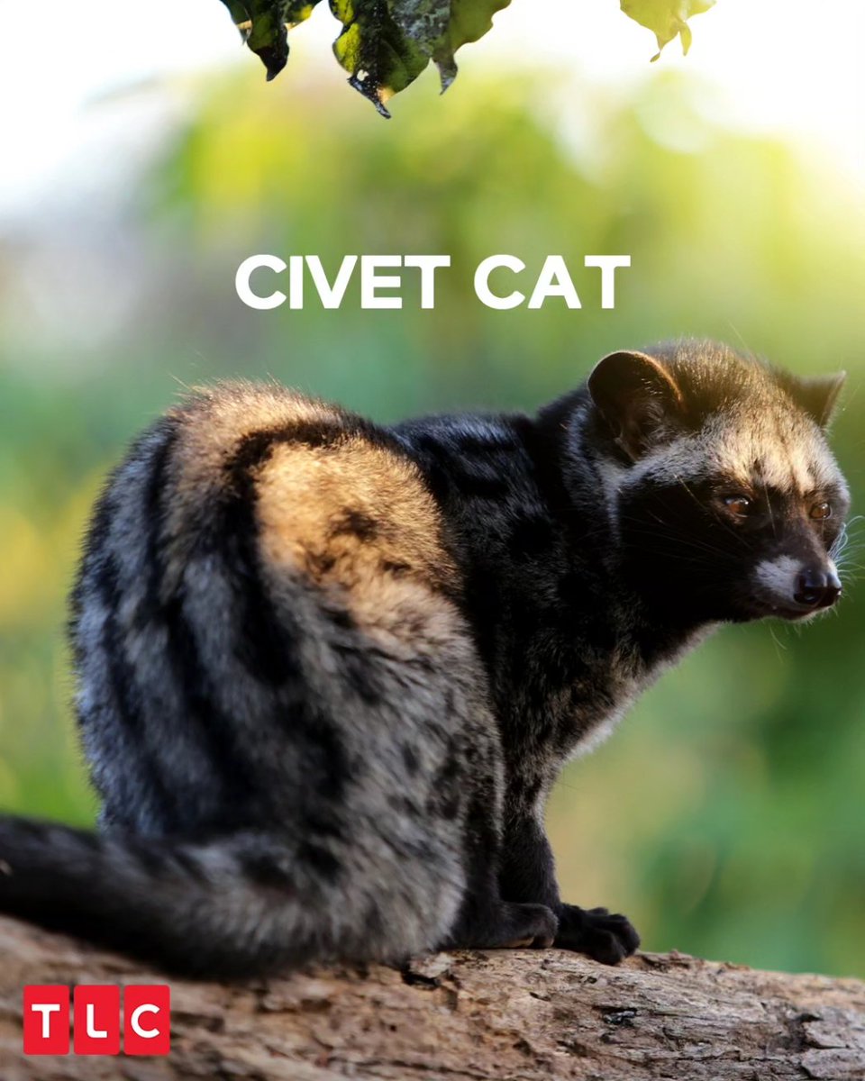 TLCINOfficial's tweet photo. In case you’re wondering what Kopi Luwak tastes like - it’s smooth, has a non-bitter taste, highlighted by earthy sweetness and a hint of chocolate!
#TLCIndia #TLC #ExpensiveCoffee #CatPoopCoffee https://t.co/2PiUqVP2IS