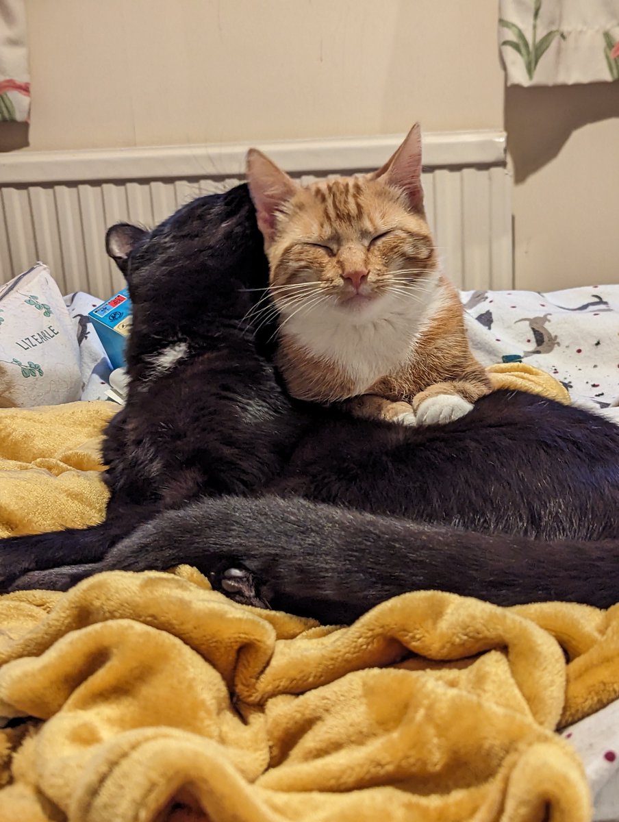 Hamish was our bravery training kitten. He has done so well since being adopted and has integrated well in the family. Here he is with his best friend Delphi! His new family have said he's a happy little chappy and getting braver by the day. ❤ #CatsOfTwitter