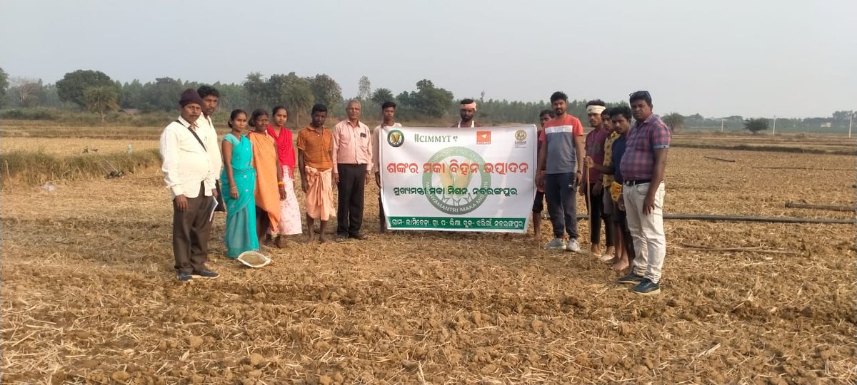 MANDI_Maize's tweet photo. Pilot Maize Seed Production in Nabarangpur by FPCs in association with Centurion University under Mukhyamantri Maka Mission
@arvindpadhee @krushibibhag @BMGFIndia @NidhiNSrinivas @CMO_Odisha @vipinaccess @subhendu75 @mission_shakti @Jitendramallick https://t.co/Hia9xyUhSm