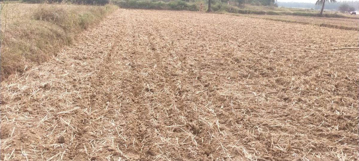 MANDI_Maize's tweet photo. Pilot Maize Seed Production in Nabarangpur by FPCs in association with Centurion University under Mukhyamantri Maka Mission
@arvindpadhee @krushibibhag @BMGFIndia @NidhiNSrinivas @CMO_Odisha @vipinaccess @subhendu75 @mission_shakti @Jitendramallick https://t.co/Hia9xyUhSm