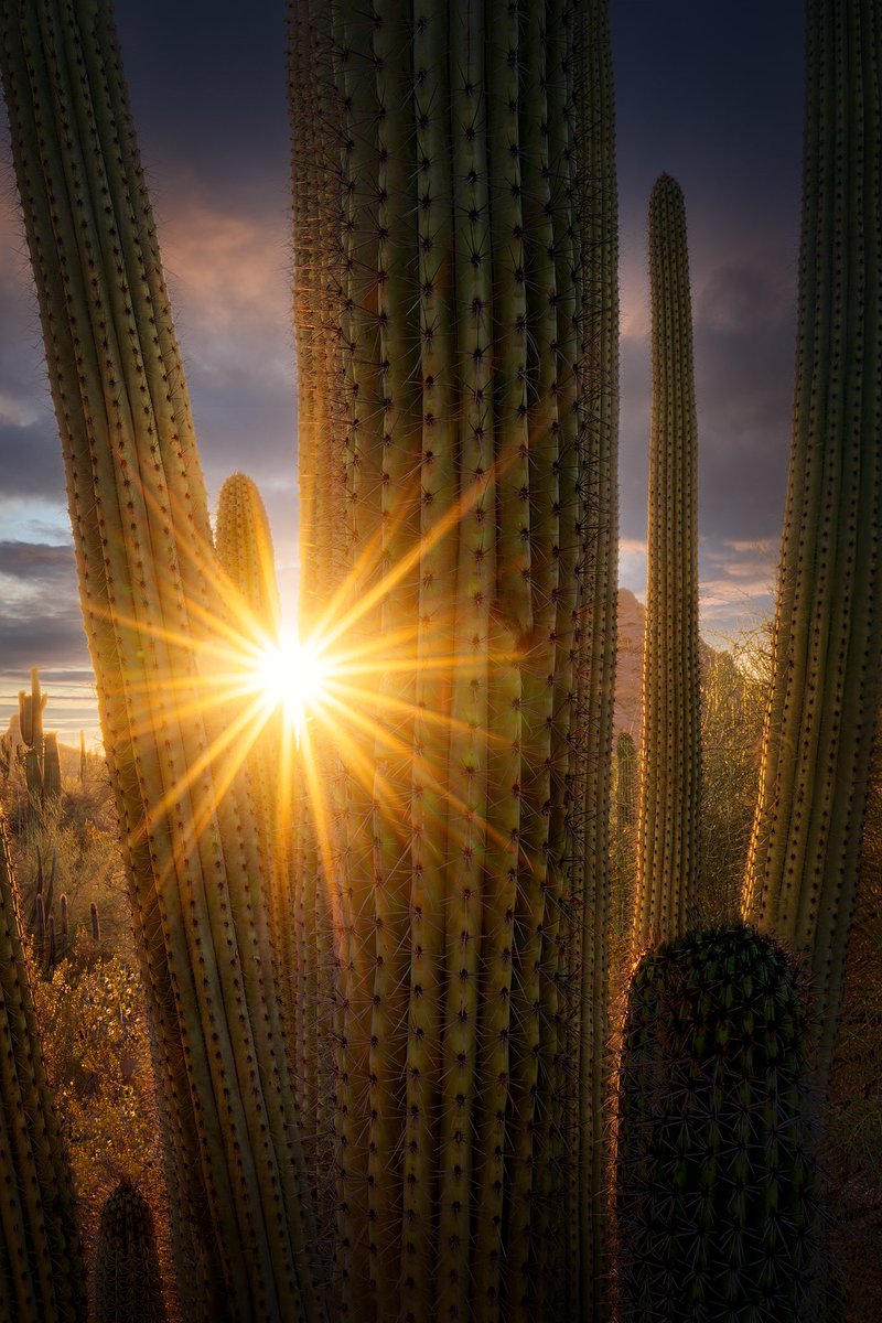 David | dsx tweet media