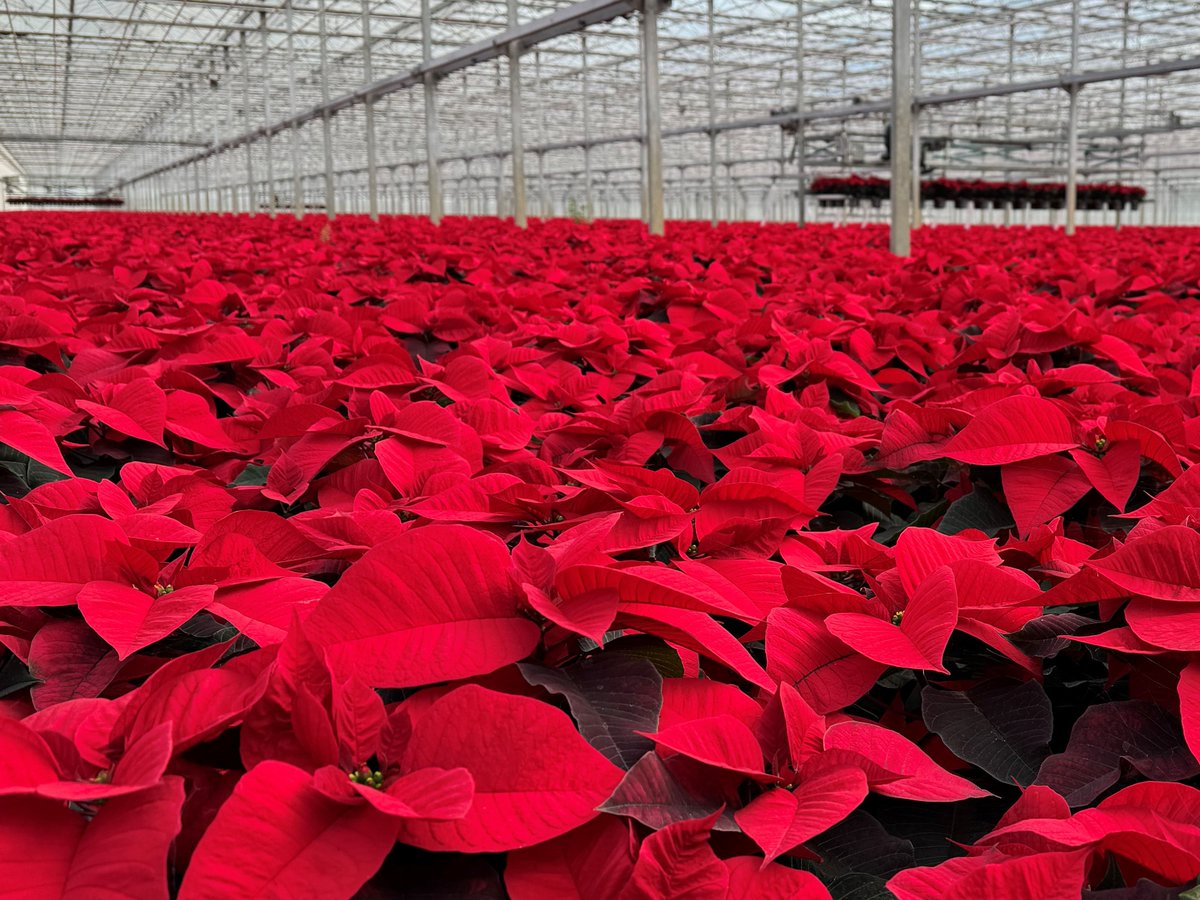 Emsflower tweet media