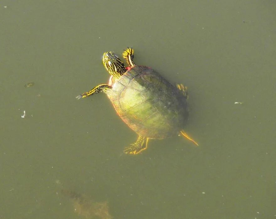 BoulderCountyOS's tweet photo. Rather than hibernation, ectotherms like this turtle enter a state known as brumation. Their metabolism slows down by 99% & they hang out on the bottom of lakes. If temperatures rise, they may move around a bit unlike mammals in hibernation. #BoCoParks https://t.co/CVaENBulAK