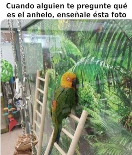 ¿Qué es el anhelo? 😓
