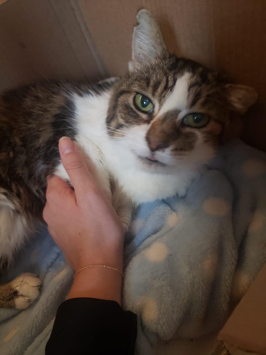 Montreal Animal Rescue Network- no kill 🐈 shelter tweet media