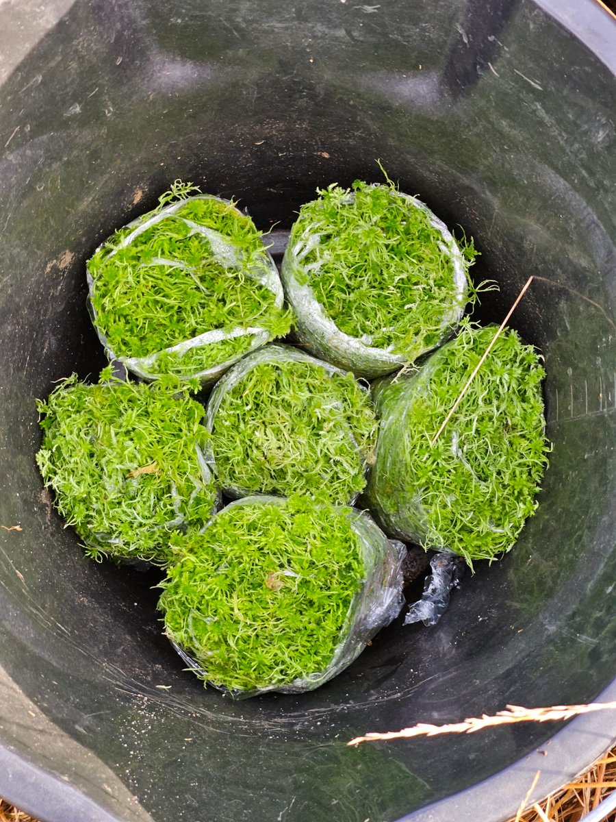 coetiranian's tweet photo. Thank you to the big group that came together on Saturday to plant sphagnum plugs on our peatland.
This work is essential as peatland in good condition is an excellent carbon store, is vital for biodiversity and is able to prevent flooding. https://t.co/YnbB1UgLLD