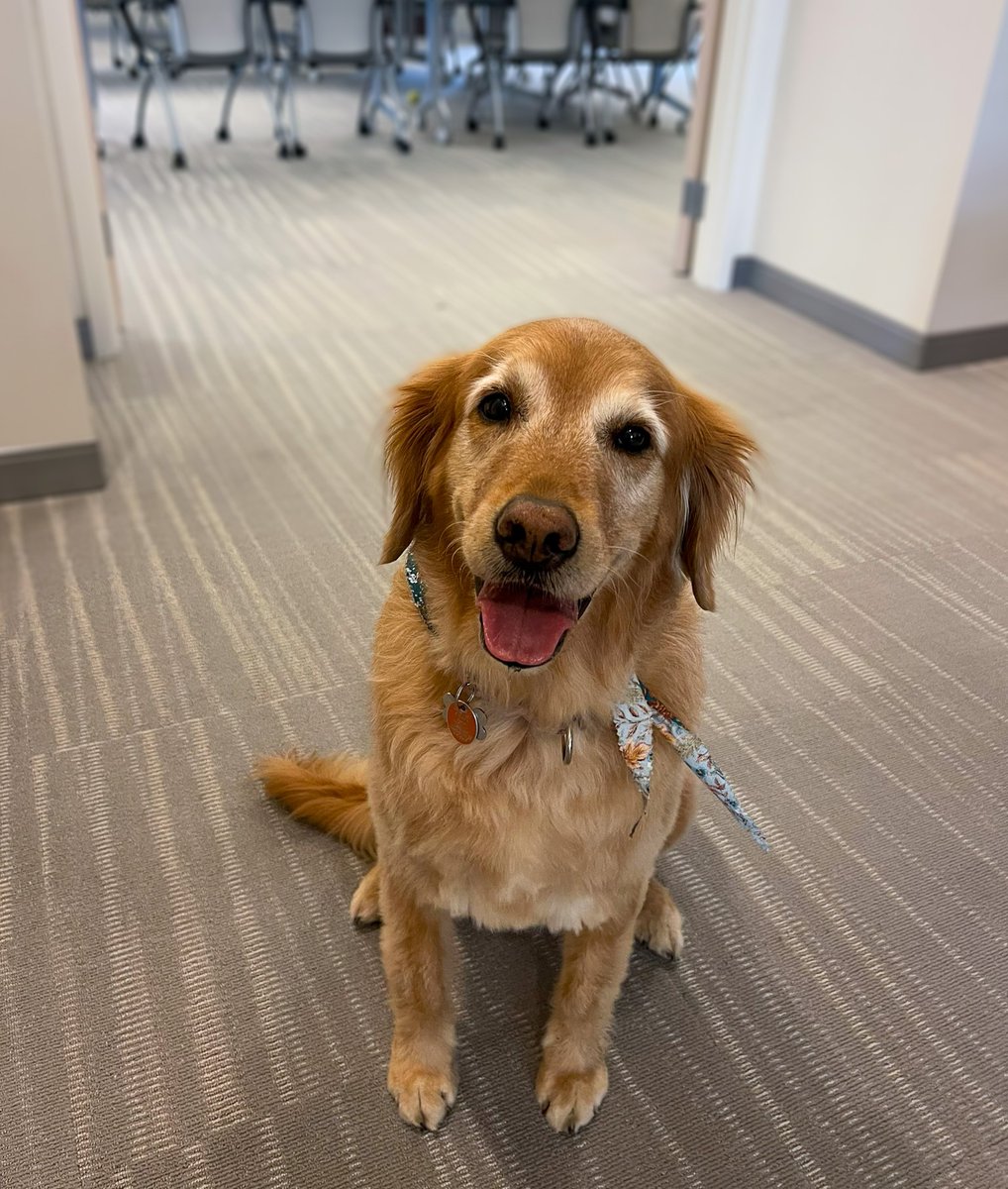 We're excited to introduce Harper, REDC's Senior Pawjects Manager.

Harper organizes, plans, and executes pawjects, while ensuring everyone takes enough pet breaks. 

Learn about our whole team at redc.com/about.

#REDCNH #NHNonprofit #DogsAtWork #OfficeDog