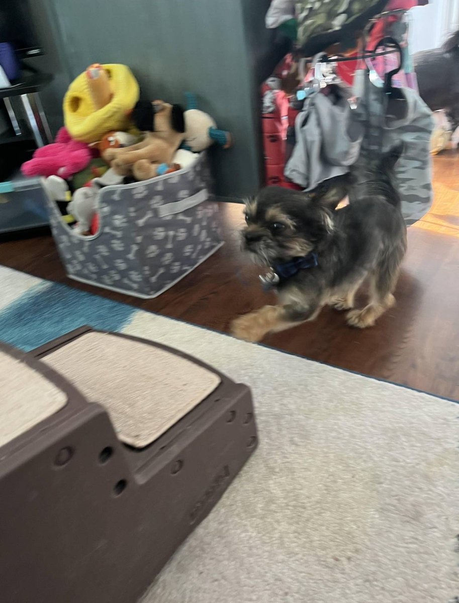 FelixthePugzu's tweet photo. Lionel... do you EVER stop moving?!

#busyboy #alwaysonamission #LionelthePugzuwawa #puppylife #energizerbunny https://t.co/e4EvI9AkWD