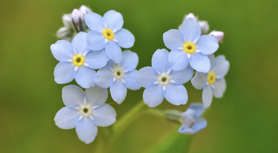 manhattan_proj1's tweet photo. Forget-me-nots are a colorful and sweet addition to any garden or landscape, symbolizing love, devotion, and respect. The most common species, Myosotis sylvatica, is known for its sky-blue flowers, but the flowers can also be found in light purples, pinks, and whites. https://t.co/FYAR0hlvDZ