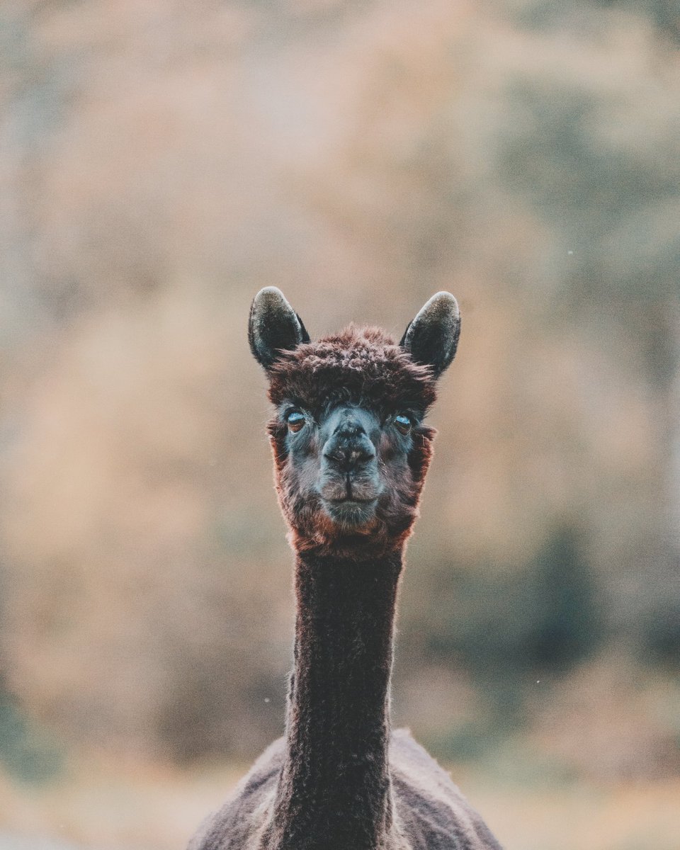 Helmwood_'s tweet photo. Lama love https://t.co/ex5a7oIf1v