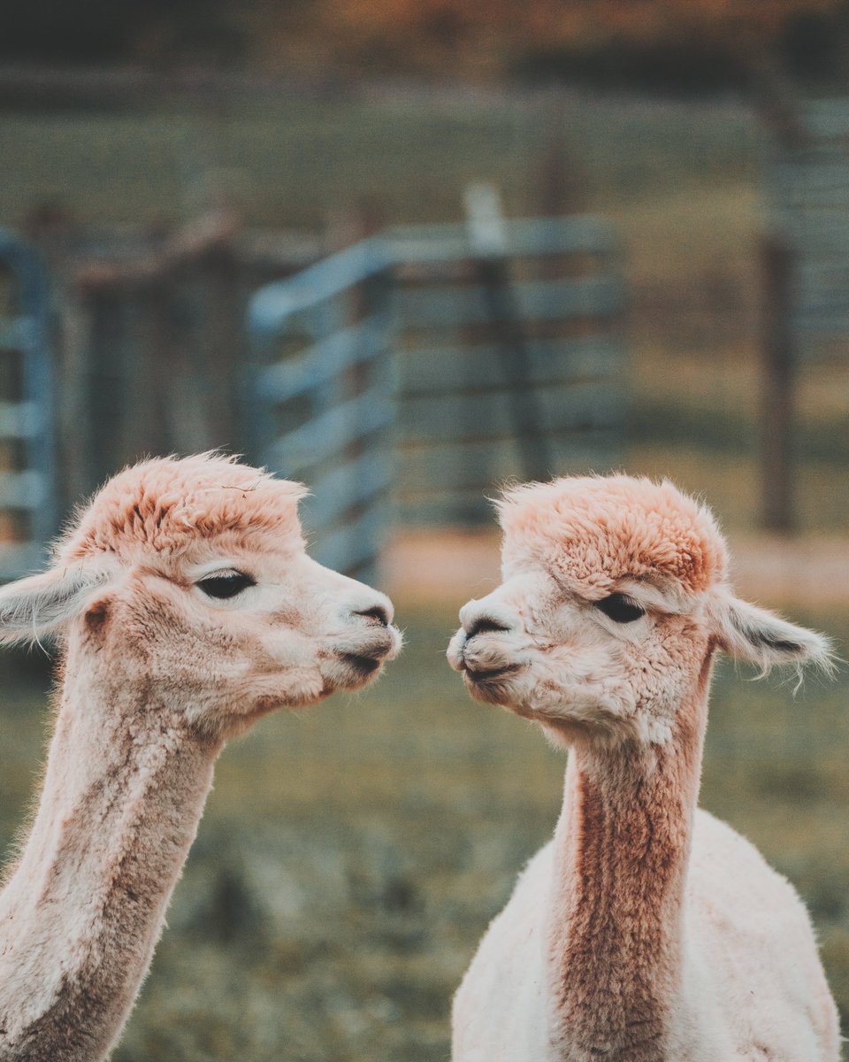 Helmwood_'s tweet photo. Lama love https://t.co/ex5a7oIf1v