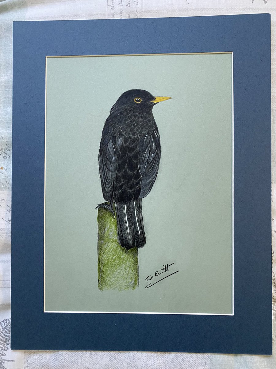 stourman1's tweet photo. @BirdWhisperers @artyreg77 Cock Blackbird https://t.co/QRiIo4nmfy