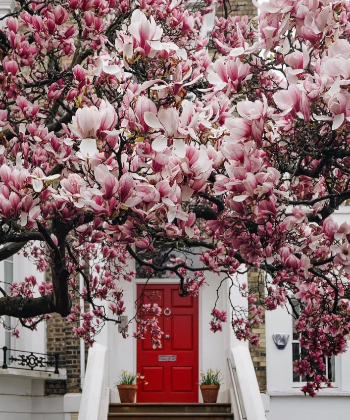 SweetMood192's tweet photo. 🌞💫The future is a small house, two people in pairs, three meals a day, the cycle of four seasons, warm spring and snow in winter,😊😊 https://t.co/X1KUofFP11