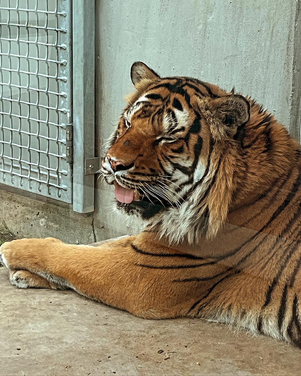Tongue out Tuesday 😝

📸: Keeper Jess