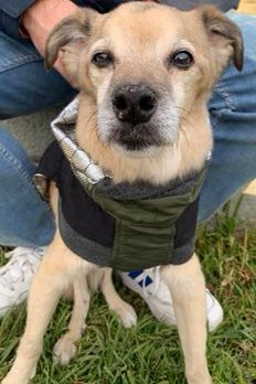 Frenz, sadly my Sweetest and most favoritist cuzzin NIBBY is gonna be joining some of our loved ones OTRB🌈 🐾
PWEASE send many
PAW🐾PR🙏YERS
PAW🐾H🤗GZ 
&amp; WOTS OF W❤️V❣️
To Nibby &amp; His Sweet Momma <a href="/emilyandnibby/">Emily & Nibby 🌈🇪🇸🐶♥️</a> 
She could use extra H🤗GZ n W❤️V❣️
TYSM! 
#dogsoftwitter #dogsofx