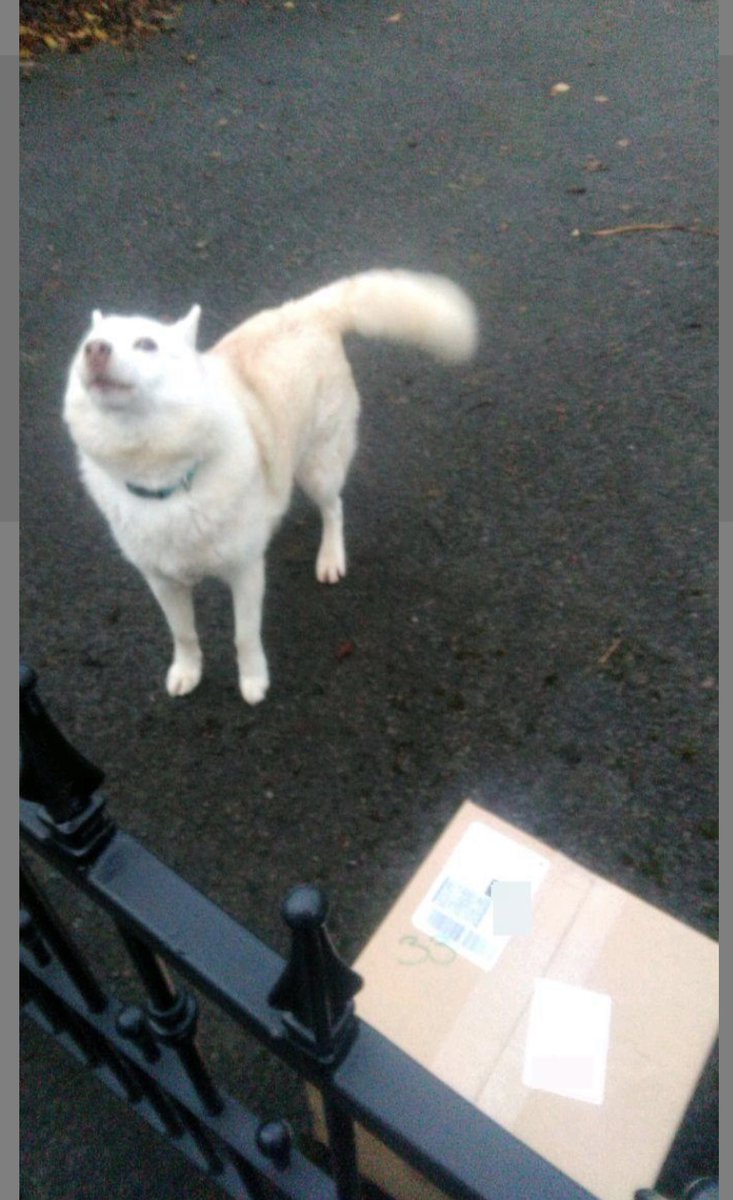 HonzEnnis's tweet photo. Well if this isn’t the best @dpdireland “Proof of Delivery” image ever, I don’t know what is 😍 #KingGus 👑 https://t.co/zot0ytLg74