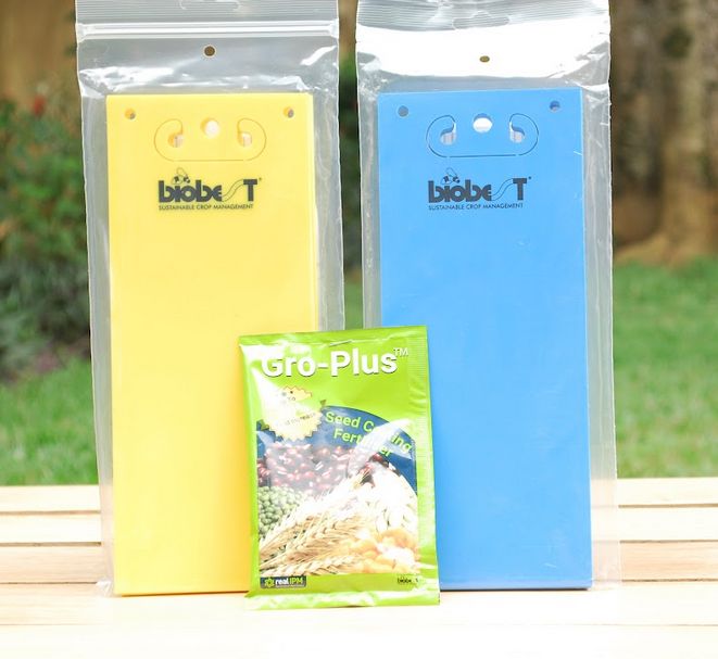 RealipmUG's tweet photo. Protect your hectare with just 1000 Entrap traps. Efficient, effective pest management in a compact 20-card pack. 
#SustainableAgriculture #PestFree #RealIpmUganda https://t.co/t65ZBD8uBN