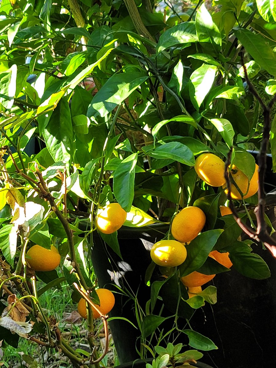 Tangerines anyone???
#organicgardening#pesticidefree#pottedgardening