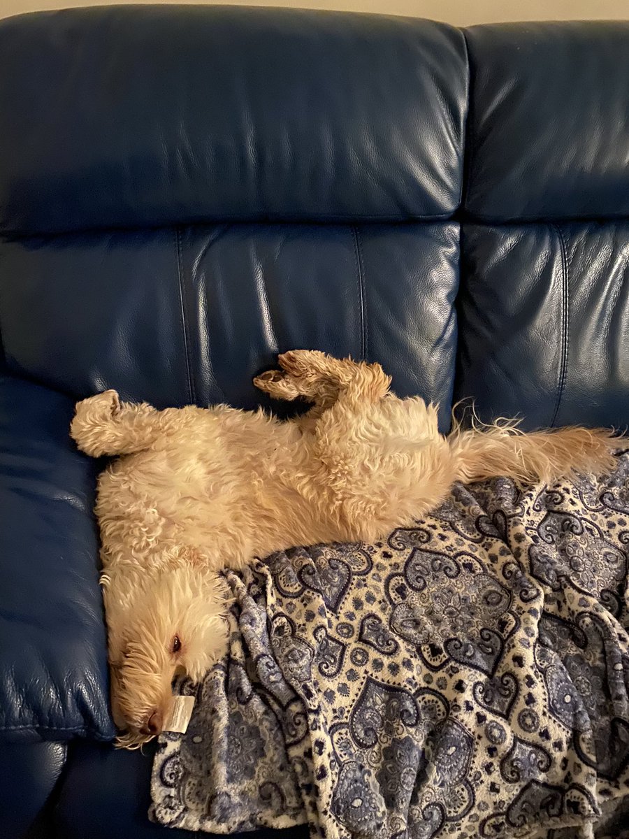 At this time of day, there is only one way to relax on the sofa. 
#doghappiness #hardlife