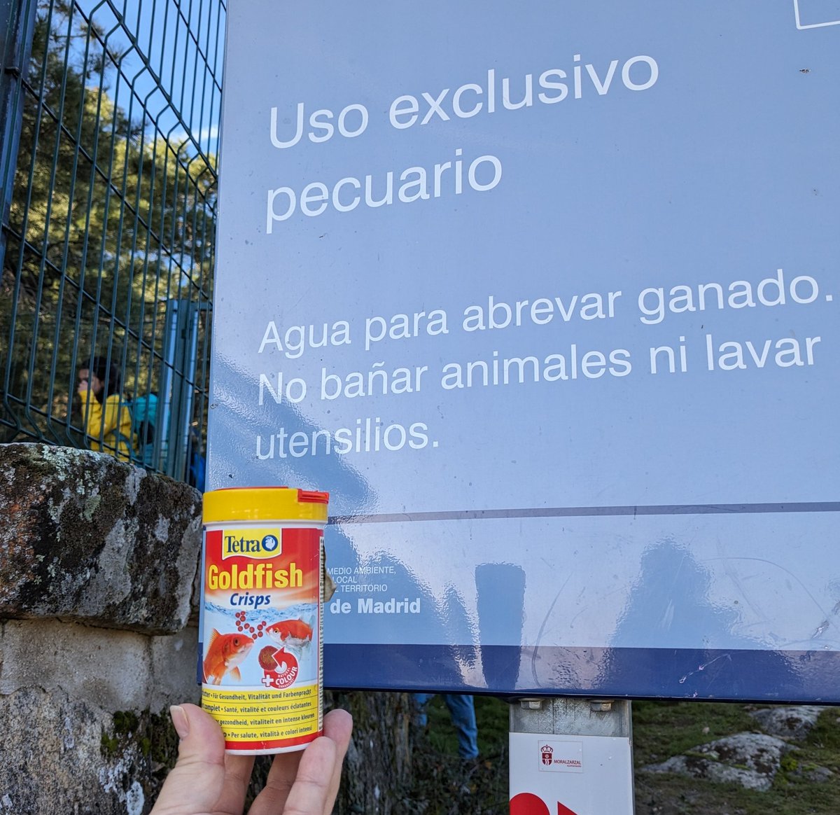 arbacebollera's tweet photo. En los depósitos de agua de uso ganadero y para la extinción de incendios NO se pueden introducir peces de acuario (carpa dorada, etc) y darles de comer además. El colmo es que tiren al suelo el bote de comida vacío!
⛰️ Monte Matarrubia de #Moralzarzal
#stopinvasoras #anfibios https://t.co/ye9erThNuW