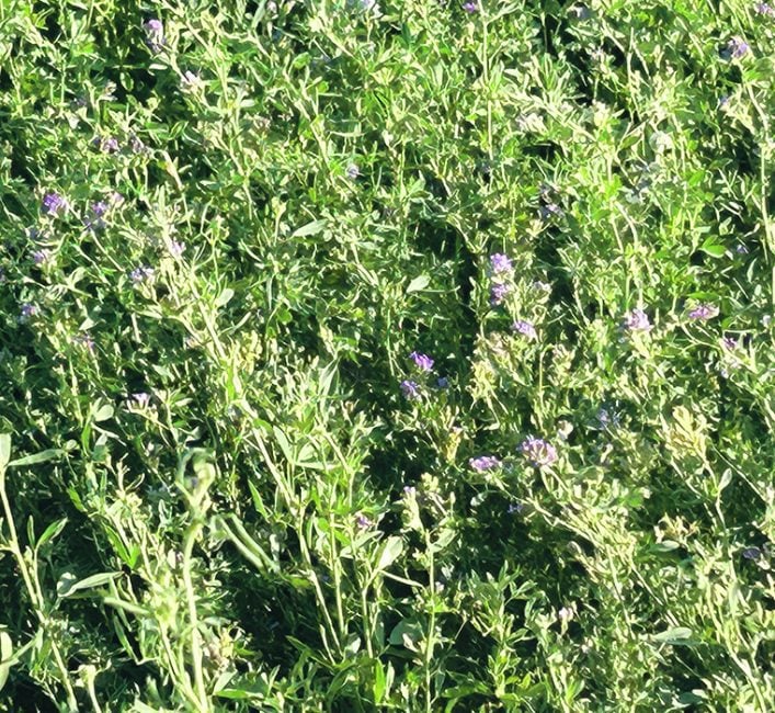 Farmers urged to use marginal land for forage ow.ly/M9e550Qc6P2 #westcdnag #cdnag