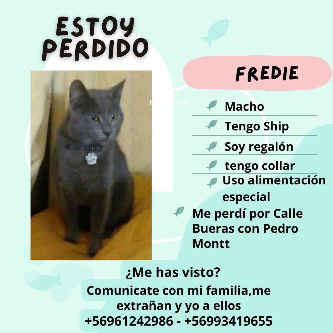 miyraye's tweet photo. Atencion #valdiviacl ,mi gatito esta perdido,sector bueras esquina pedro montt  ayudenme difundiendo por favor,tengo una pena negra .... https://t.co/OXpEg21CU1