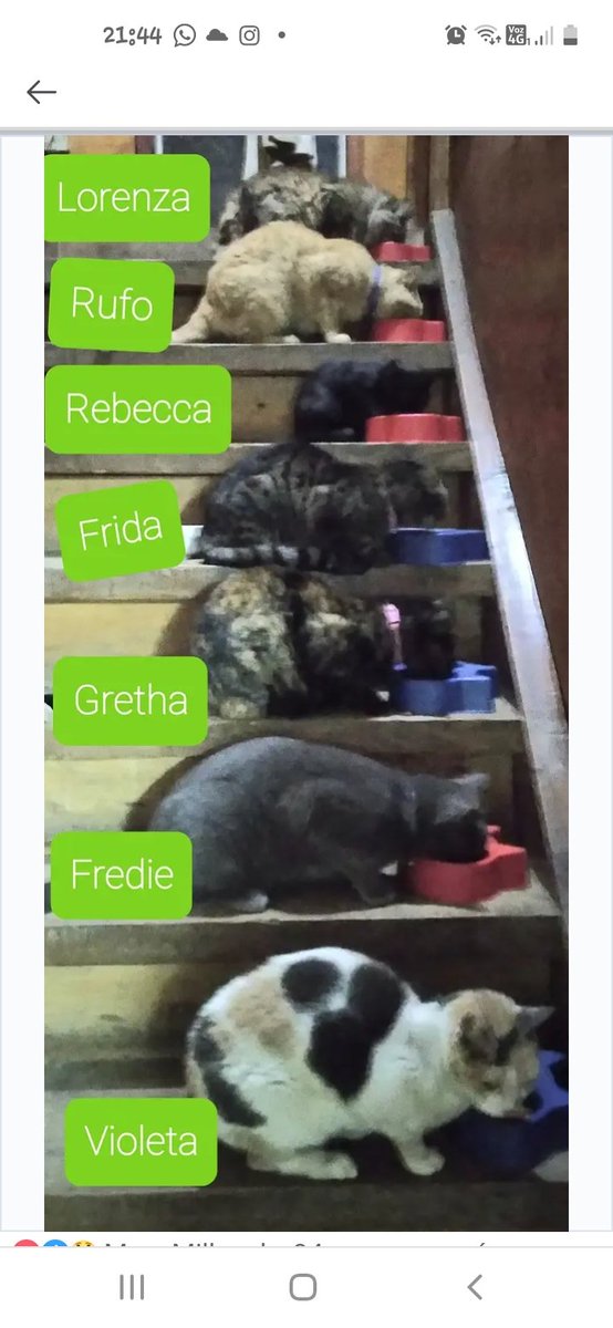 Atencion #valdiviacl ,mi gatito esta perdido,sector bueras esquina pedro montt  ayudenme difundiendo por favor,tengo una pena negra ....