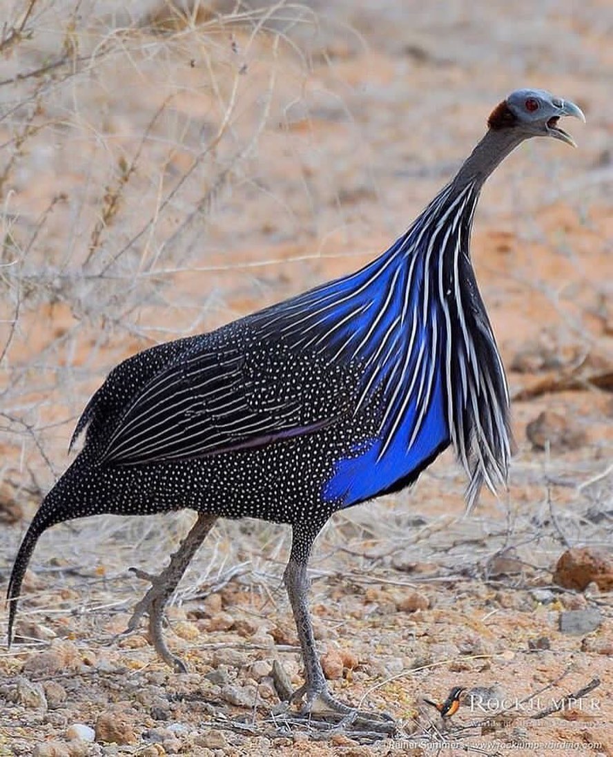 Birds Perfection tweet media