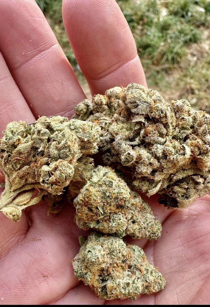 This is what happens when you take a summer off. You have 4 nugs left for the holidays hahaha