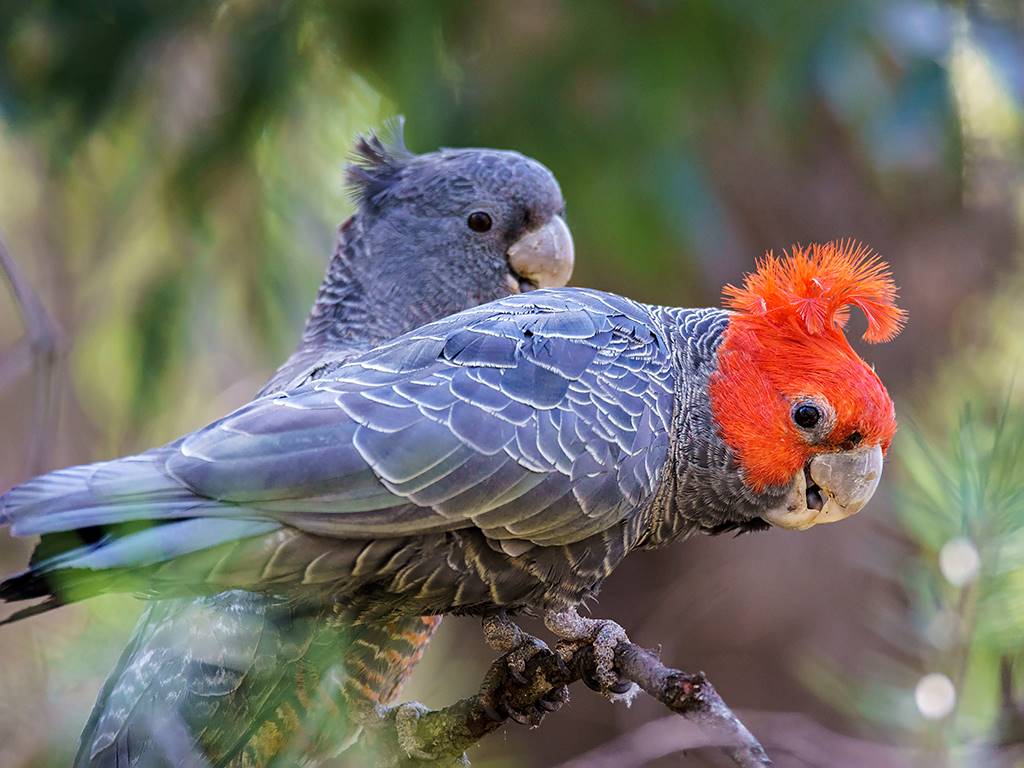 In Lithgow, the once common call of the Gang Gang Cockatoo has become a rarity. On Threatened Species Day 2023, Lithgow and Oberon Landcare volunteers banded together at Farmers Creek to see what could be done to address their decline. 

lithgowlocalnews.com/bushcare-at-fa…