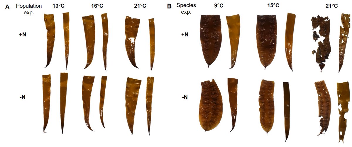 @intertidalecol This was such a wonderful team effort! We found that regardless of nitrogen levels, blades of both kelp species had negative growth rates & physically deteriorated at 21°C