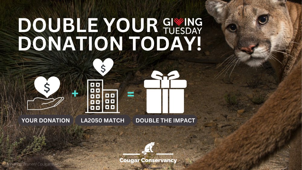 CougarConserv's tweet photo. Today @LA2050 is generously matching #GivingTuesday donations! Your gift of up to $100 (per donor) could be doubled. Together, we're making a difference in enhancing human-cougar relationships.
Donate @ https://t.co/B22puFkPaT
Thank you, LA2050! 🙌
#CoexistWithCougars https://t.co/ofCWwRLQKg
