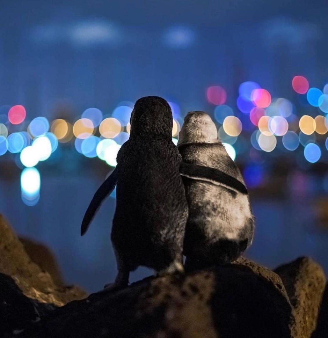 FaydhiS's tweet photo. two penguins "flipper in flipper," watching the skyline at night ..  as i stare the moonlight https://t.co/Gds0uTdIXP