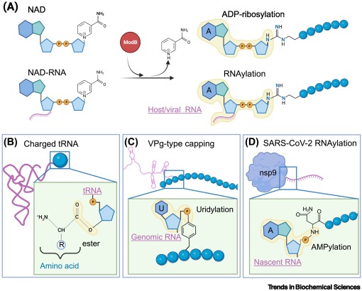 Online now - the Spotlight 'The ART of #RNAylation: Covalent RNA-protein Linkage in Bacteriophage Infection' from @LenaSteckelberg and colleagues.
 
#ADPribosyltransferse #NADcapping #hostvirusinteractions #bacteriophagebiology

authors.elsevier.com/a/1i5ut3S6GfMm…