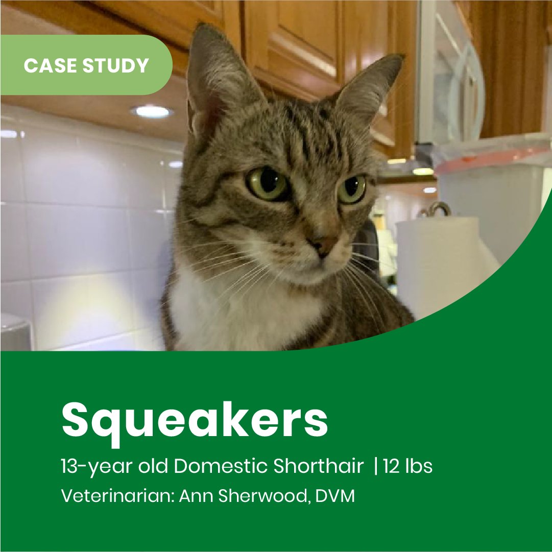 Learn how Squeaker's veterinarian helped her regain mobility and resume her job as an active barn cat using Spryng™ with OsteoCusion™ Technology in her case study: zurl.co/8ye3